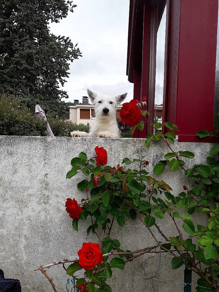 Tictic a rejoint le concours — aidez-le/la à gagner de superbes lots ! architecture, building, camellia, cat, coquelicot, flower, garden_roses, geranium, herbaceous_plant, home, house, perennial_plant, petal, plant, red, road_surface, rose, rose_family, white, window