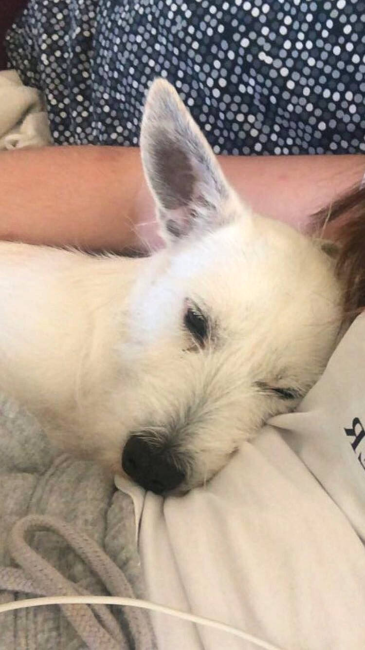 Tictic a rejoint le concours — aidez-le/la à gagner de superbes lots ! canidae, carnivore, companion_dog, dog, dog_breed, ear, english_white_terrier, mammal, puppy, rare_breed_dog, scottish_terrier, small_terrier, terrier, vertebrate, west_highland_white_terrier