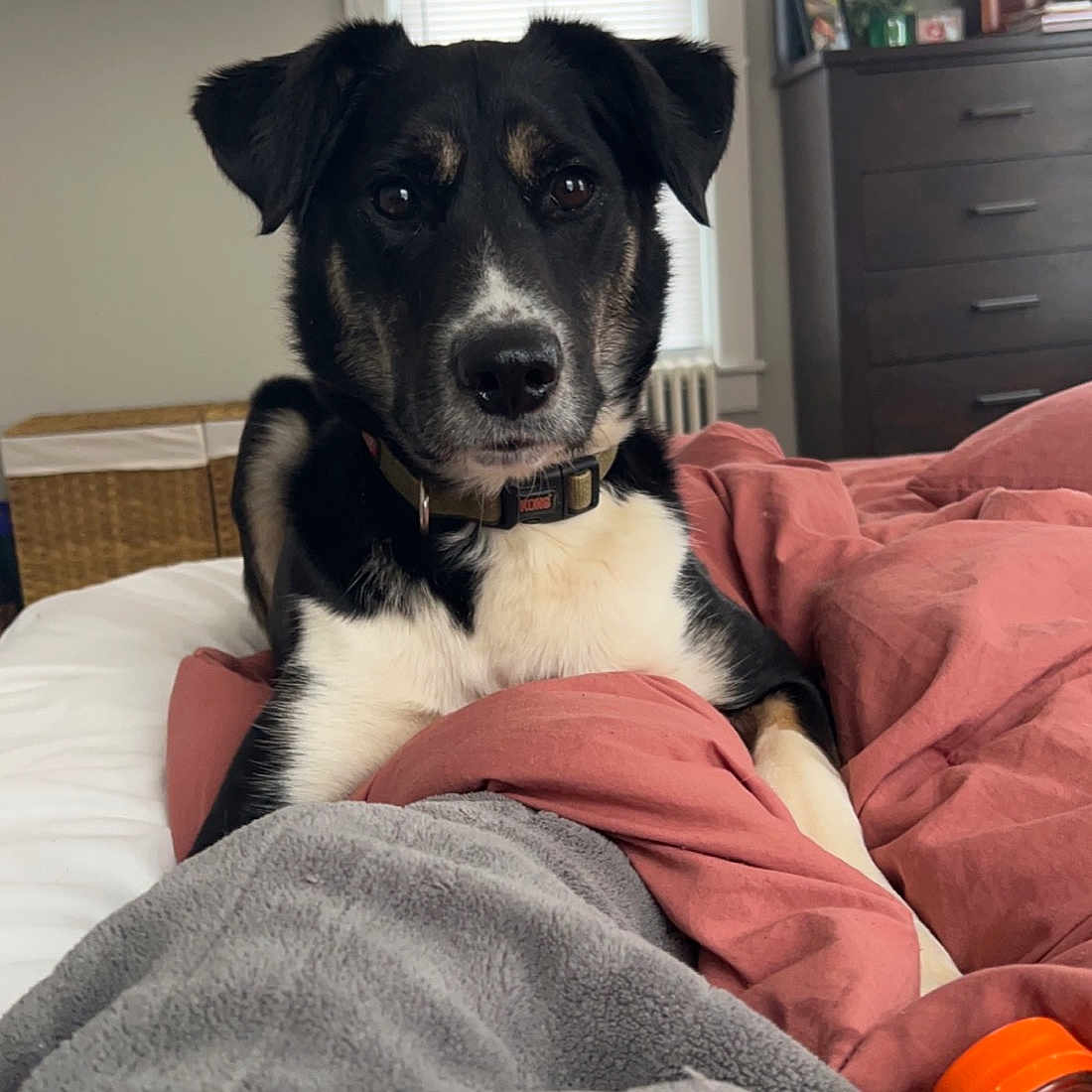 Astro joined the competition — help win amazing prizes! border_collie, cabinetry, carnivore, chest, chest_of_drawers, comfort, companion_dog, couch, dog, dog_breed, drawer, fur, mcnab, picture_frame, sitting, snout, sporting_group, television, window, working_animal