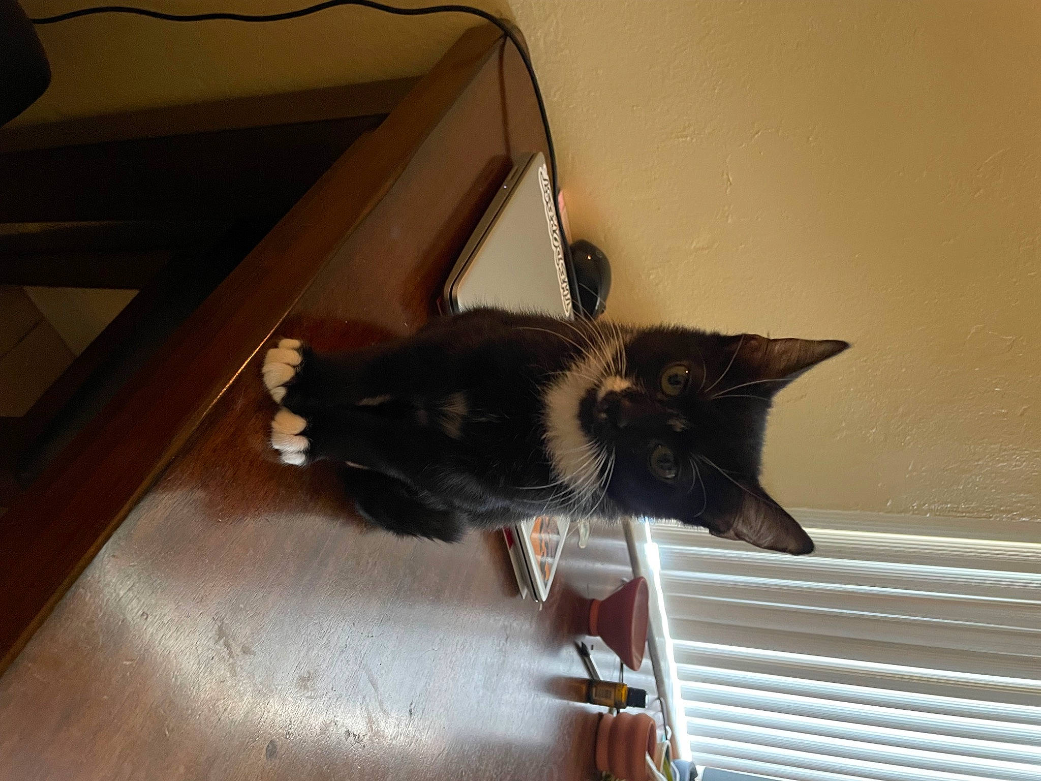 Benito is registered to the contest to win money with this photo: black_cat, brown, carnivore, cat, domestic_short_haired_cat, felidae, flooring, fur, hardwood, room, small_to_medium_sized_cats, tail, tints_and_shades, whiskers, window, wood