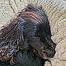 dog, black_dog, sleeping, curly_fur, long_hair, cozy, blanket, fluffy, indoor, resting, pet, animal, cute, calm, close_up, fur, relaxed, comfort, nap, soft_texture