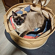 Miss Tinguette a rejoint le concours — aidez-le/la à gagner de superbes lots ! cat, siamese_cat, basket, quilt, indoor, pet, animal, fur, curious, resting, cozy, furniture, home, wood_floor, fabric, tail, ears, eyes, cute, domestic