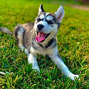 Nala joined the competition — help win amazing prizes! animal, canine, cute, dog, ears_up, fur, grass, happy, husky, nature, outdoor, pet, playful, puppy, resting, smiling, sunny, tongue_out, yard, young