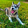 animal, canine, cute, dog, ears_up, fur, grass, happy, husky, nature, outdoor, pet, playful, puppy, resting, smiling, sunny, tongue_out, yard, young