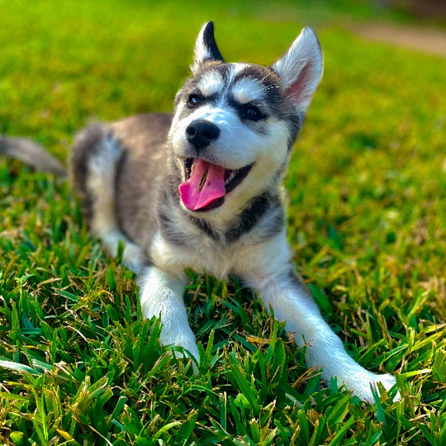 Nala joined the competition — help win amazing prizes! animal, canine, cute, dog, ears_up, fur, grass, happy, husky, nature, outdoor, pet, playful, puppy, resting, smiling, sunny, tongue_out, yard, young