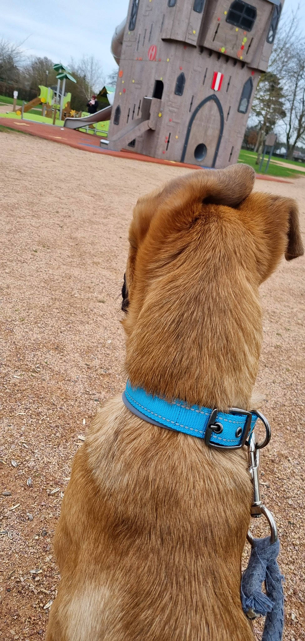 Etoile participe au concours pour gagner de l'argent avec cette photo : canidae, carnivore, collar, companion_dog, dog, dog_breed, dog_collar, dog_supply, fashion_accessory, fawn, fur, leash, liver, pet_supply, snout, sporting_group, tail, whiskers, working_animal