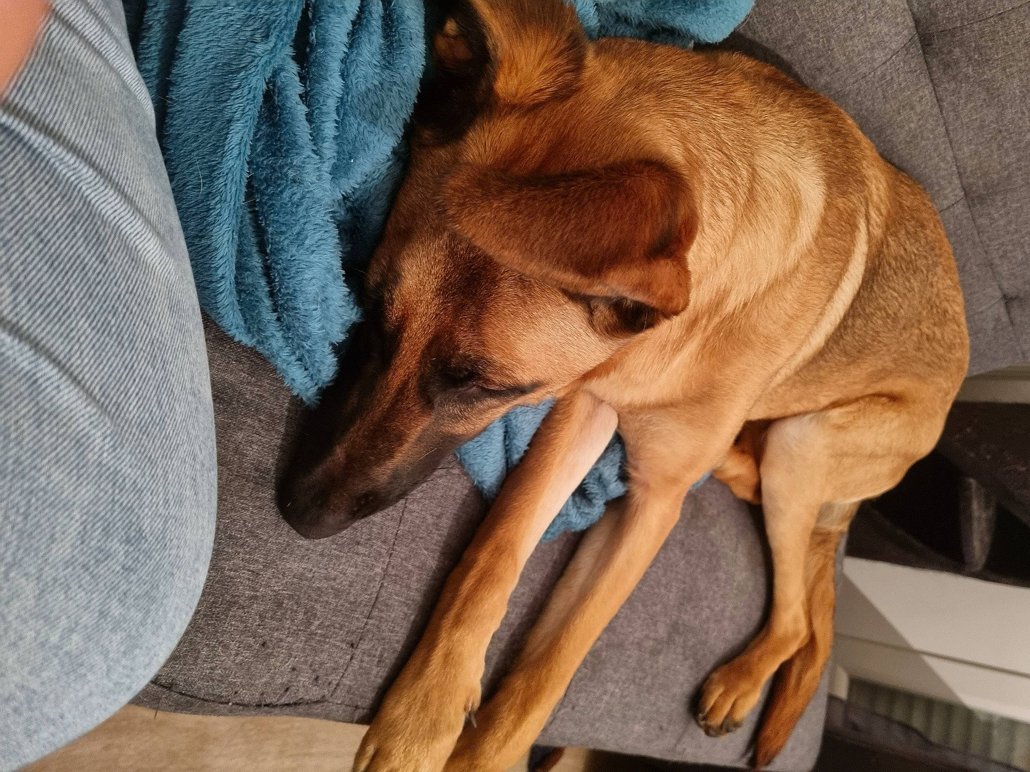 Etoile participe au concours pour gagner de l'argent avec cette photo : canidae, carnivore, comfort, companion_dog, dog, dog_breed, dog_supply, fawn, foot, guard_dog, hardwood, linens, liver, paw, snout, sporting_group, tail, whiskers, wood, working_animal