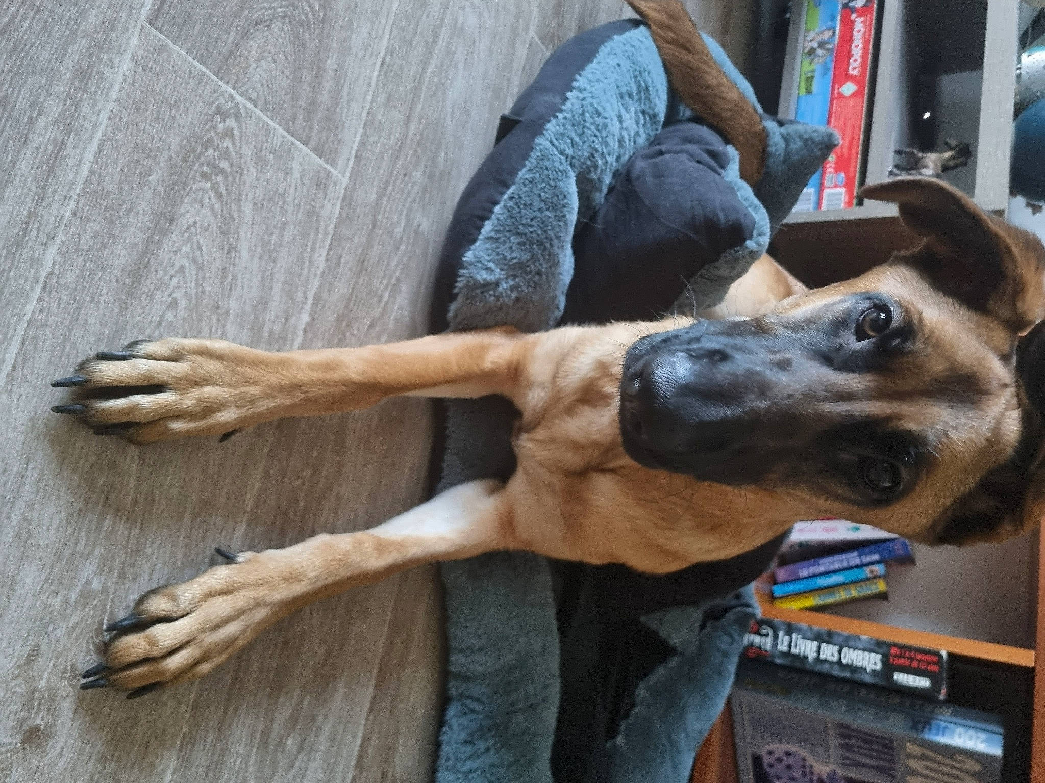 Etoile a rejoint le concours — aidez-le/la à gagner de superbes lots ! canidae, carnivore, collar, companion_dog, dog, dog_breed, dog_collar, fawn, foot, fur, guard_dog, hardwood, human_leg, sitting, snout, sporting_group, window, wood, working_animal, working_dog