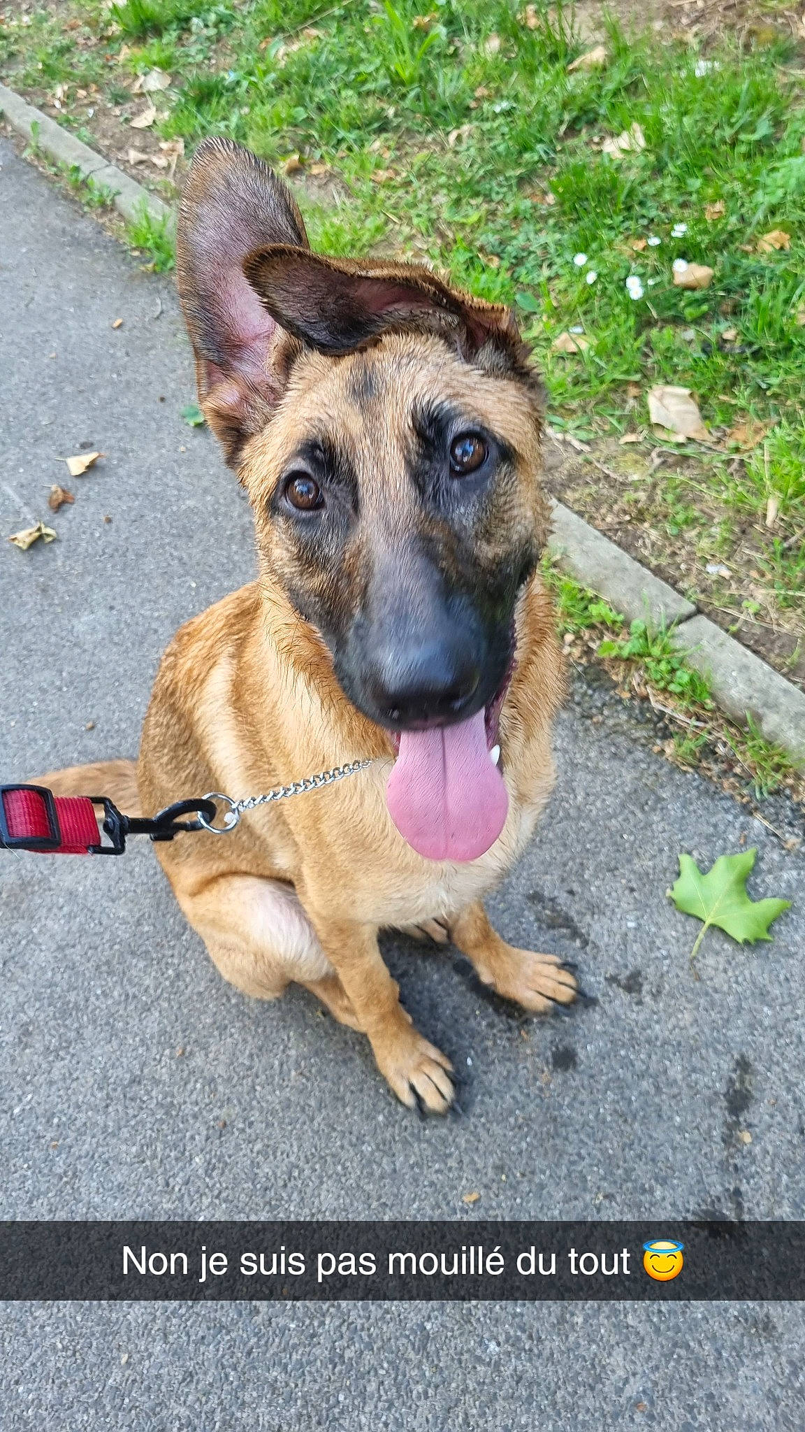 Etoile a rejoint le concours — aidez-le/la à gagner de superbes lots ! belgian_shepherd_malinois, carnivore, collar, companion_dog, dog, dog_breed, german_shepherd_dog, groundcover, guard_dog, old_german_shepherd_dog, paw, pet_supply, plant, road_surface, snout, street_dog, terrestrial_animal, whiskers, working_animal, working_dog