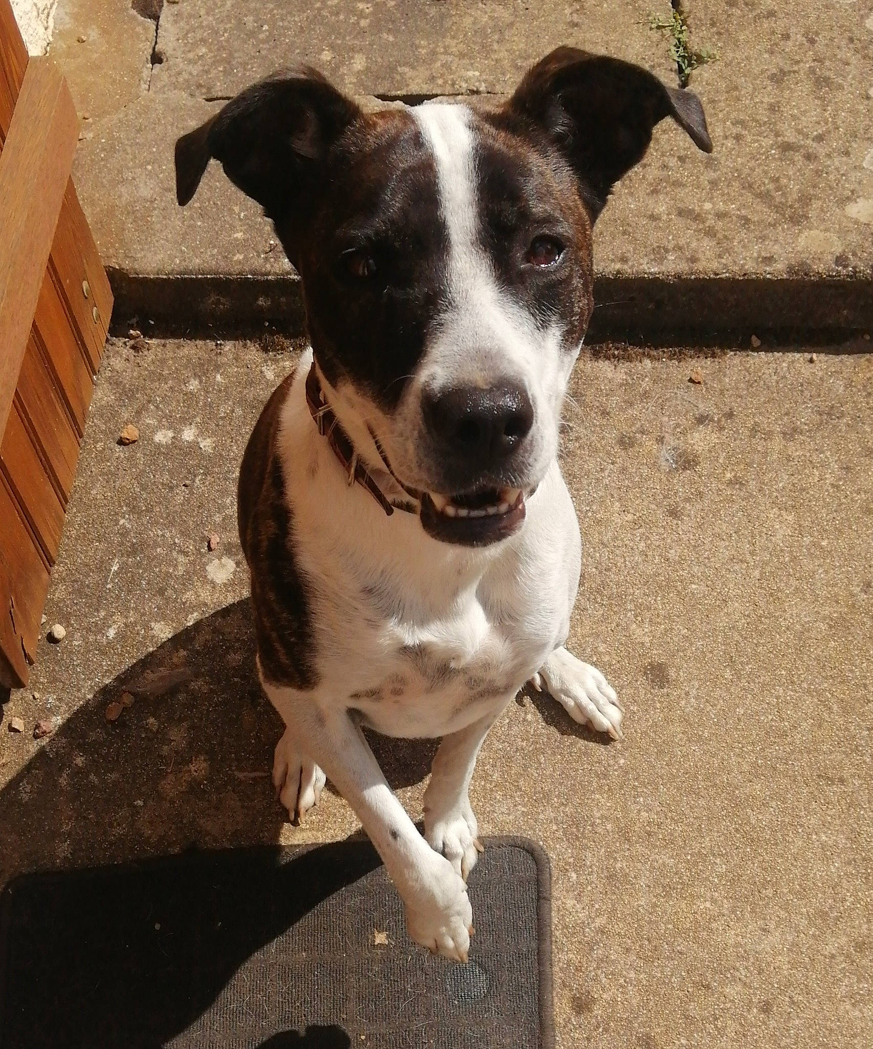 Alpha participe au concours pour gagner de l'argent avec cette photo : canidae, carnivore, collar, companion_dog, concrete, dog, dog_breed, dog_collar, eye, fawn, leash, non_sporting_group, pet_supply, road_surface, snout, sporting_group, terrestrial_animal, whiskers, working_animal, working_dog