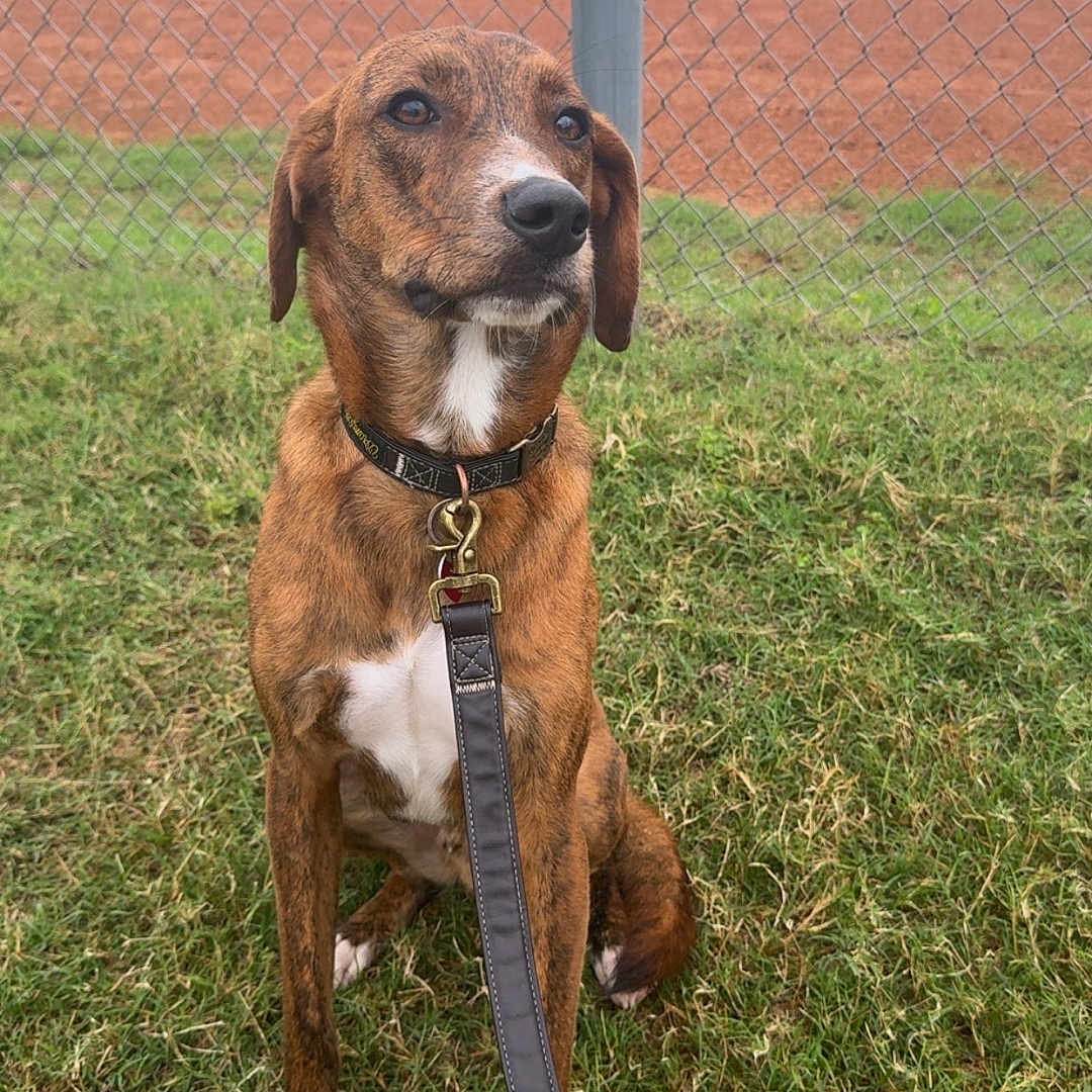 Kayce is registered to the contest to win money with this photo: animal, background, brindle, canine, chain_link_fence, collar, daytime, dog, ears, fence, field, grass, leash, nature, outdoor, paws, pet, quiet, sitting, watchful