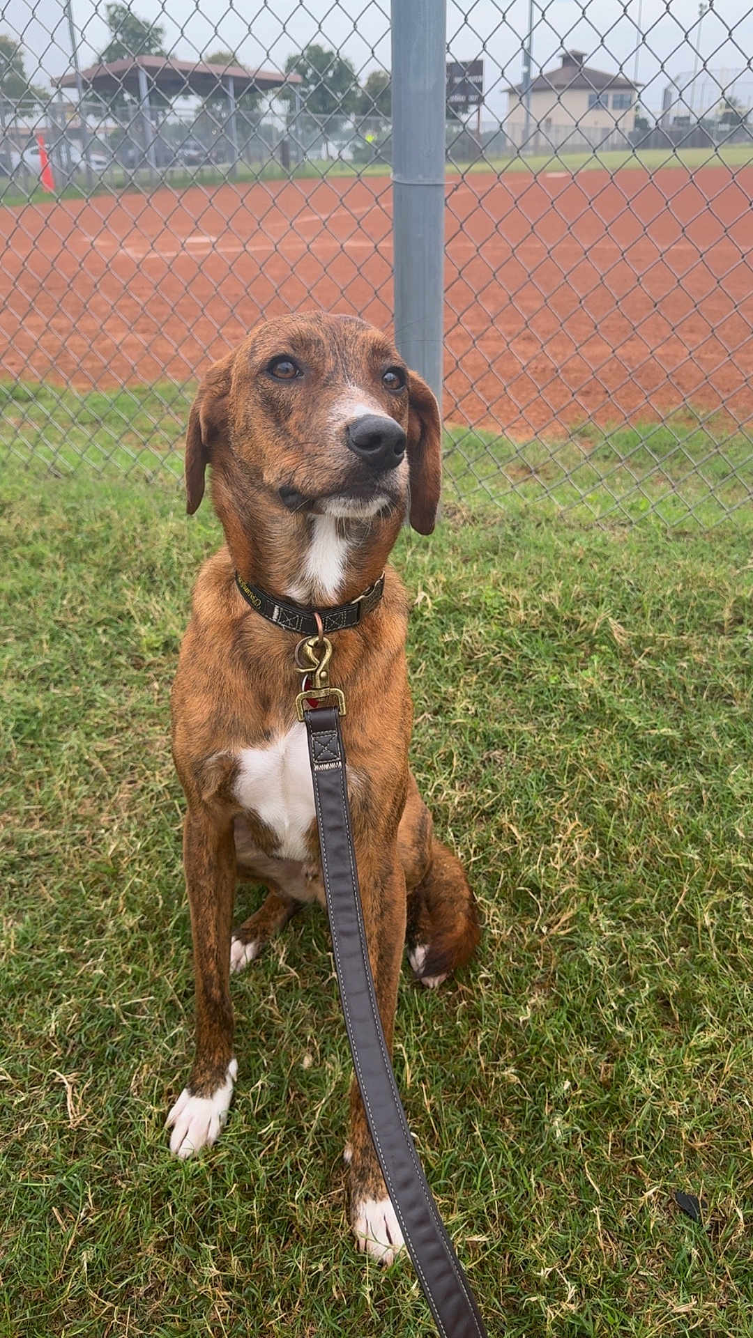 Kayce is registered to the contest to win money with this photo: dog, brindle, leash, grass, fence, chain_link_fence, outdoor, pet, canine, collar, sitting, field, background, animal, nature, daytime, quiet, watchful, ears, paws