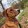dog, brindle, collar, leash, outdoor, nature, trees, leaves, creek, side_profile, brown, pet, canine, fur, forest, wildlife, animal, mammal, park, daytime