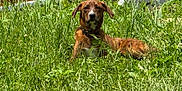 Kayce is registered to the contest to win money with this photo: dog, grass, outdoor, pet, animal, lying_down, sunlight, nature, greenery, brindle_coat, collar, calm, field, daytime, background_structure, track, serious_expression, mammal, park, summer