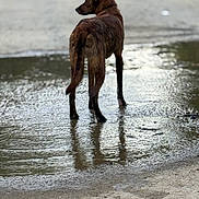 Kayce joined the competition — help win amazing prizes! alone, animal, back_view, brown_dog, canine, daylight, dirt_road, dog, earth, looking_away, muddy, nature, outdoor, puddle, quiet, reflection, rural, standing, water, wet