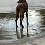 dog, brown_dog, puddle, water, reflection, dirt_road, outdoor, animal, standing, canine, muddy, nature, alone, back_view, quiet, daylight, rural, wet, earth, looking_away