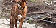 Kayce is registered to the contest to win money with this photo: alert, animal, brindle, brown, canine, collar, daylight, dog, ears, forest, fur, looking_away, nature, outdoor, paw, rock, snout, standing, white_markings, wilderness