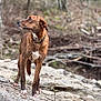 Kayce is registered to the contest to win money with this photo: dog, brindle, outdoor, rock, nature, animal, canine, collar, fur, alert, standing, forest, wilderness, brown, white_markings, paw, snout, ears, looking_away, daylight