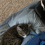 Chompers joined the competition — help win amazing prizes! cat, sleeping, tabby, blanket, blue, carpet, fur, collar, pet, indoor, cozy, resting, animal, feline, cute, domestic, soft, texture, companion, relaxing
