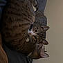 Chompers joined the competition — help win amazing prizes! cat, tabby, pets, cute, sleeping, cozy, fur, animal, resting, indoor, blanket, two_cats, whiskers, ears, collar, bedroom, feline, companions, relaxing, closeup