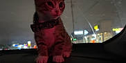 Chompers joined the competition — help win amazing prizes! kitten, cat, animal, pet, dashboard, car_interior, night, collar, curious, sitting, indoor, window, lights, blurred_background, vehicle, small, cute, feline, domestic, dark
