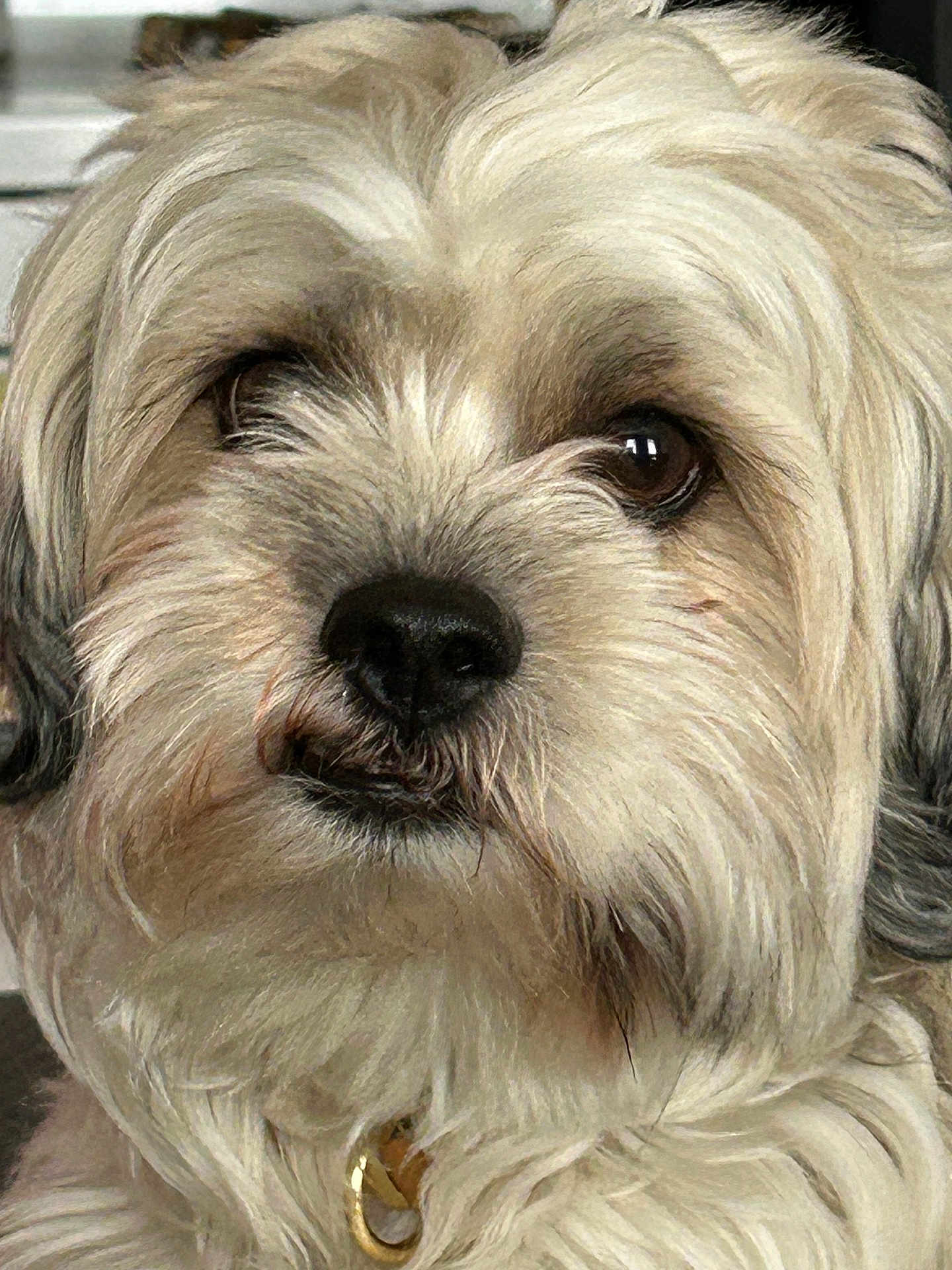 Teddy joined the competition — help win amazing prizes! dog, pet, close_up, fluffy, fur, portrait, animal, indoors, cute, face, canine, collar, whiskers, brown_eyes, muzzle, nose, expression, domestic, companion, friendly
