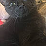 Chanel is registered to the contest to win money with this photo: black_cat, cat, pet, feline, close_up, portrait, green_eyes, whiskers, fur, indoor, curious, relaxed, texture, golden_fabric, animal, mammal, cute, domestic_cat, laying, face