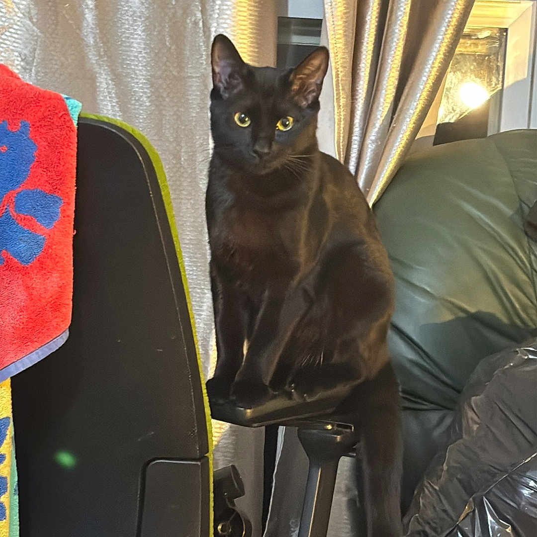 Chanel is registered to the contest to win money with this photo: black_cat, cat, chair, curtains, green_couch, towel, indoor, pet, furniture, domestic_animal, animal, sitting, window, cozy, curious, domestic, living_room, household, feline, night