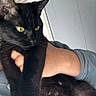 Chanel joined the competition — help win amazing prizes! black_cat, cat, pet, indoor, yellow_eyes, animal, feline, person, hand, holding, fur, close_up, domestic_animal, whiskers, paw, claws, portrait, looking_away, calm, resting