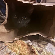 Chanel joined the competition — help win amazing prizes! black_cat, cat, paper_bag, blanket, indoor, pet, animal, curious, cozy, soft_texture, feline, fur, eyes, hiding, close_up, domestic_animal, mammal, resting, quiet, shadow
