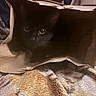 black_cat, cat, paper_bag, blanket, indoor, pet, animal, curious, cozy, soft_texture, feline, fur, eyes, hiding, close_up, domestic_animal, mammal, resting, quiet, shadow