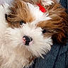 Bloom a rejoint le concours — aidez-le/la à gagner de superbes lots ! dog, puppy, fluffy, long_hair, brown_and_white, portrait, close_up, face, eyes, nose, red_bow, pet, companion_animal, cute, adorable, cozy, blanket, indoor, soft_fur, photography