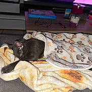 Pepette participe au concours pour gagner de l'argent avec cette photo : accessories, animal, blanket, book, cat, computerhardware, couch, cup, electronics, furniture, glasses, hardware, monitor, pen, person, pet, publication, quilt, screen, sleeping