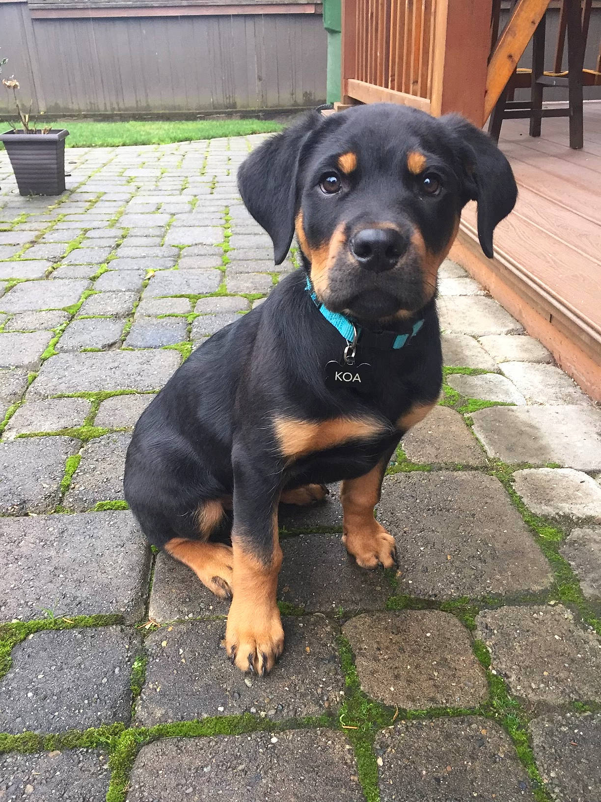 Koa joined the competition — help win amazing prizes! bench, canidae, carnivore, chair, companion_dog, dog, dog_breed, fawn, grass, guard_dog, hound, hunting_dog, outdoor_furniture, plant, road_surface, snout, sporting_group, terrestrial_animal, working_animal, working_dog