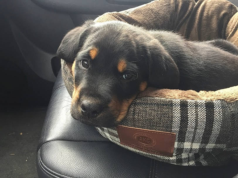 Koa joined the competition — help win amazing prizes! canidae, carnivore, comfort, companion_dog, darkness, dog, dog_breed, dog_supply, fur, grey, guard_dog, pet_supply, puppy, snout, sporting_group, terrestrial_animal, whiskers, working_animal, working_dog