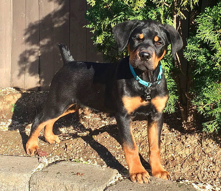 Koa joined the competition — help win amazing prizes! ball, canidae, carlin_pinscher, carnivore, companion_dog, dog, dog_breed, fawn, grass, guard_dog, hunting_dog, plant, puppy, snout, sporting_group, terrestrial_animal, tree, working_animal, working_dog