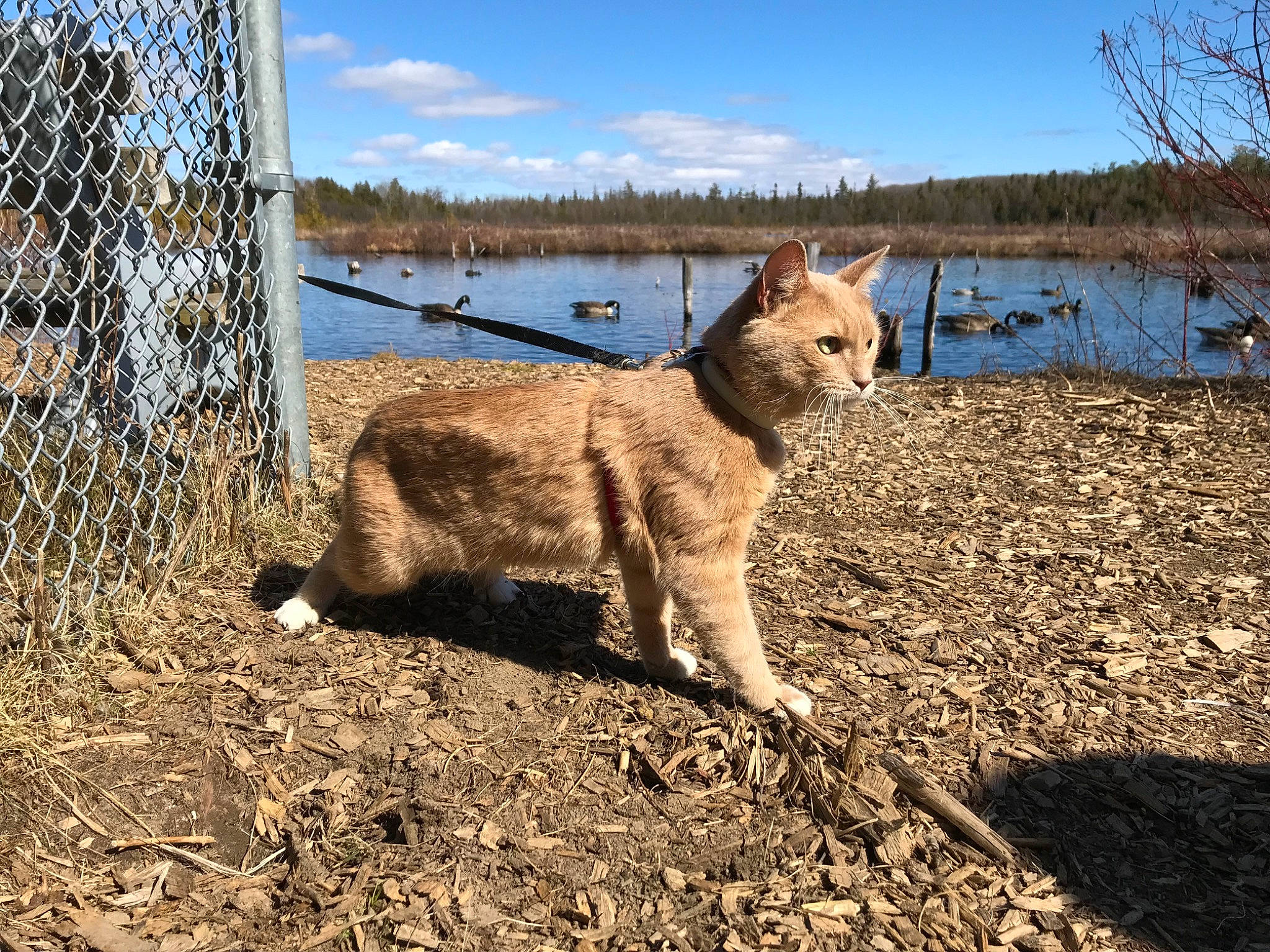 Yukon joined the competition — help win amazing prizes! carnivore, cloud, dog, dog_breed, fawn, felidae, fence, grass, lake, landscape, mesh, natural_landscape, sky, tail, terrestrial_animal, tree, water, wire_fencing, wood, working_animal