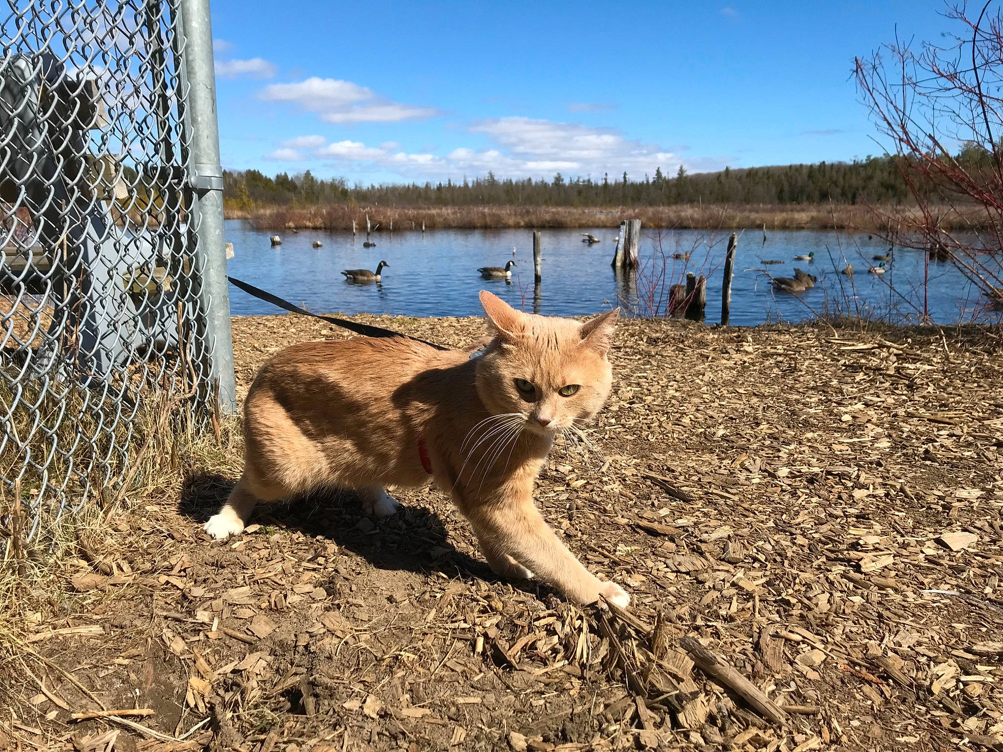 Yukon is registered to the contest to win money with this photo: big_cats, carnivore, cat, cloud, fawn, felidae, fence, grass, lake, landscape, natural_landscape, plant, sky, small_to_medium_sized_cats, tail, terrestrial_animal, tree, trunk, water, wood