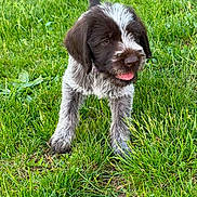 Braska participe au concours pour gagner de l'argent avec cette photo : adorable, animal, black_and_white, canine, cute, dog, friendly, fur, grass, greenery, nature, outdoor, pet, playful, puppy, small_dog, summer, tongue_out, walking, young