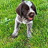 adorable, animal, black_and_white, canine, cute, dog, friendly, fur, grass, greenery, nature, outdoor, pet, playful, puppy, small_dog, summer, tongue_out, walking, young