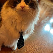 Max joined the competition — help win amazing prizes! cat, fluffy, long_hair, pet, animal, portrait, close_up, tie, polka_dot, formal, funny, staring, whiskers, ears, blue_eyes, white_fur, brown_fur, indoor, wooden_floor, cute