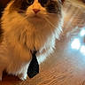 cat, fluffy, long_hair, pet, animal, portrait, close_up, tie, polka_dot, formal, funny, staring, whiskers, ears, blue_eyes, white_fur, brown_fur, indoor, wooden_floor, cute