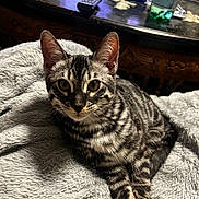 Asta participe au concours pour gagner de l'argent avec cette photo : cat, tabby_cat, pet, feline, animal, indoor, blanket, gray, striped, fur, whiskers, ears, eyes, table, remote_control, tissue_box, bottle, wooden_furniture, cozy, home