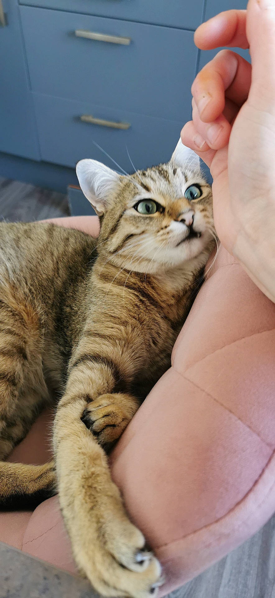 cat, chair, claws, close_up, comfort, curious, domestic_animal, feline, fur, green_eyes, hand, human, indoor, interaction, paw, pet, relaxed, soft_furniture, tabby, whiskers