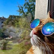 Jeffrey participe au concours pour gagner de l'argent avec cette photo : animal, blue_sky, cat, closeup, cool, daylight, fur, muzzle, nose, orange_tabby, outdoor_view, pet, portrait, reflection, relaxation, sunglasses, sunlight, whiskers, window