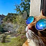 animal, blue_sky, cat, closeup, cool, daylight, fur, muzzle, nose, orange_tabby, outdoor_view, pet, portrait, reflection, relaxation, sunglasses, sunlight, whiskers, window