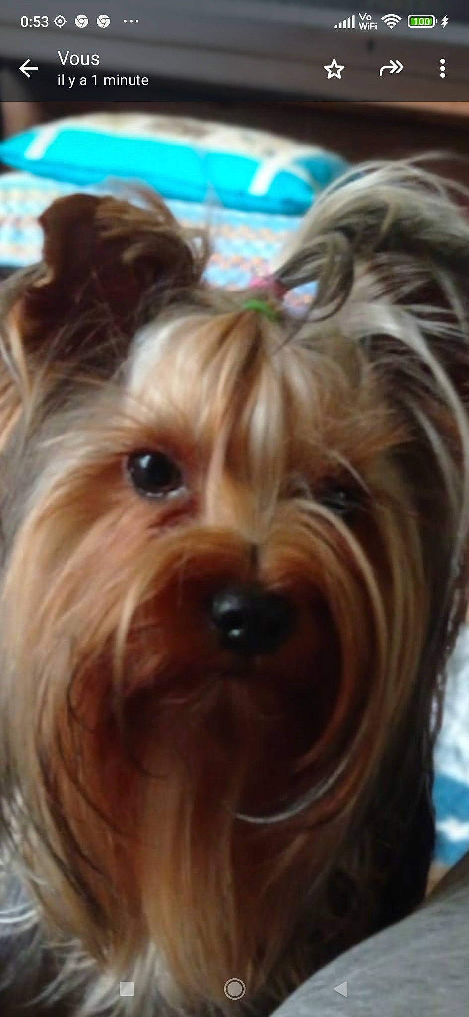 Tendre Trésor a rejoint le concours — aidez-le/la à gagner de superbes lots ! biewer_terrier, blond, brown_hair, canidae, carnivore, companion_dog, dog, dog_breed, eye, fur, head, liver, maltepoo, small_terrier, snout, sporting_group, terrier, toy_dog, wood, yorkipoo