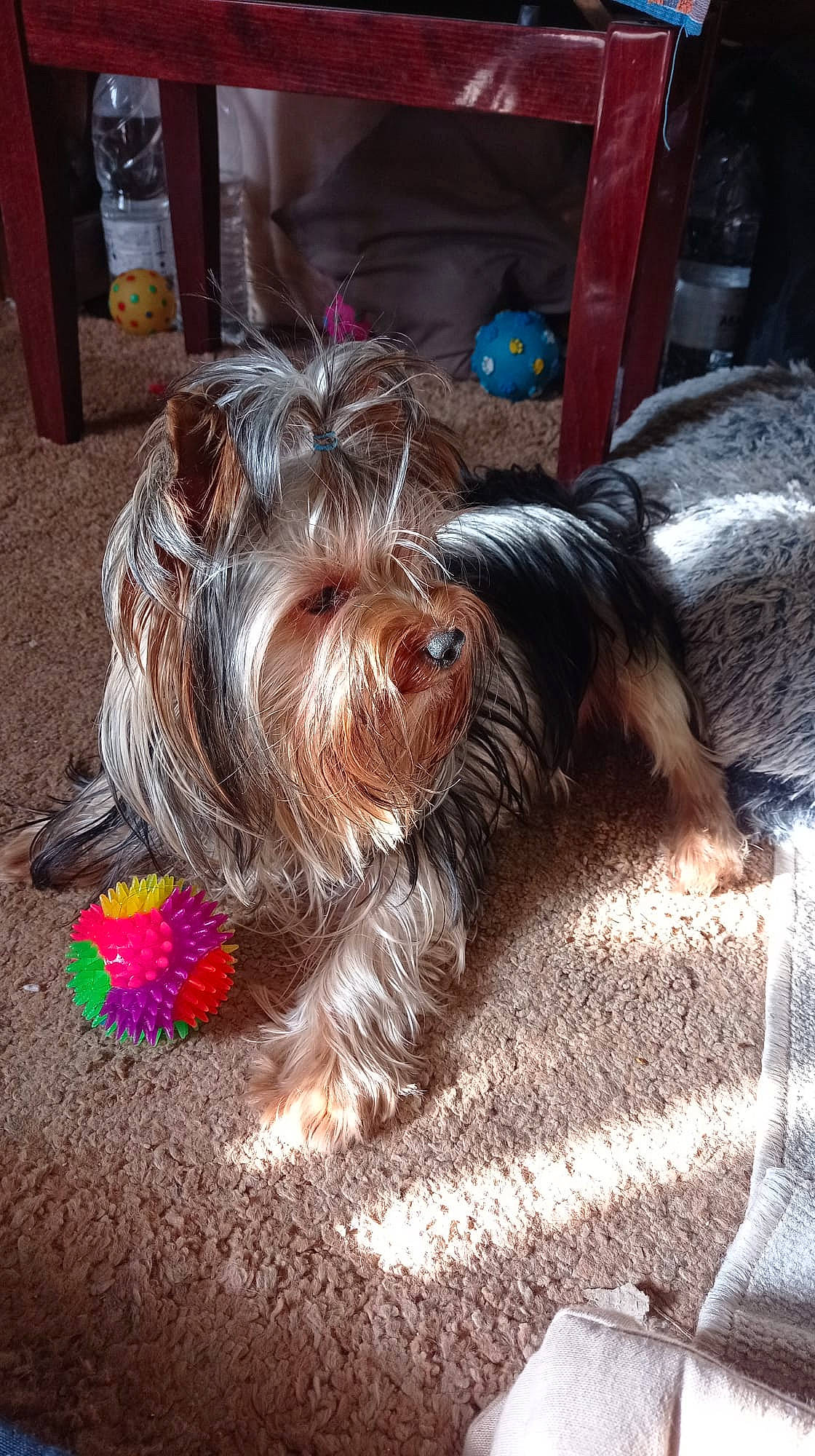 Tendre Trésor participe au concours pour gagner de l'argent avec cette photo : biewer_terrier, canidae, carnivore, companion_dog, dog, dog_breed, dog_supply, fur, liver, maltepoo, mammal, puppy, small_terrier, snout, sporting_group, terrier, toy_dog, water_dog, working_animal, yorkipoo