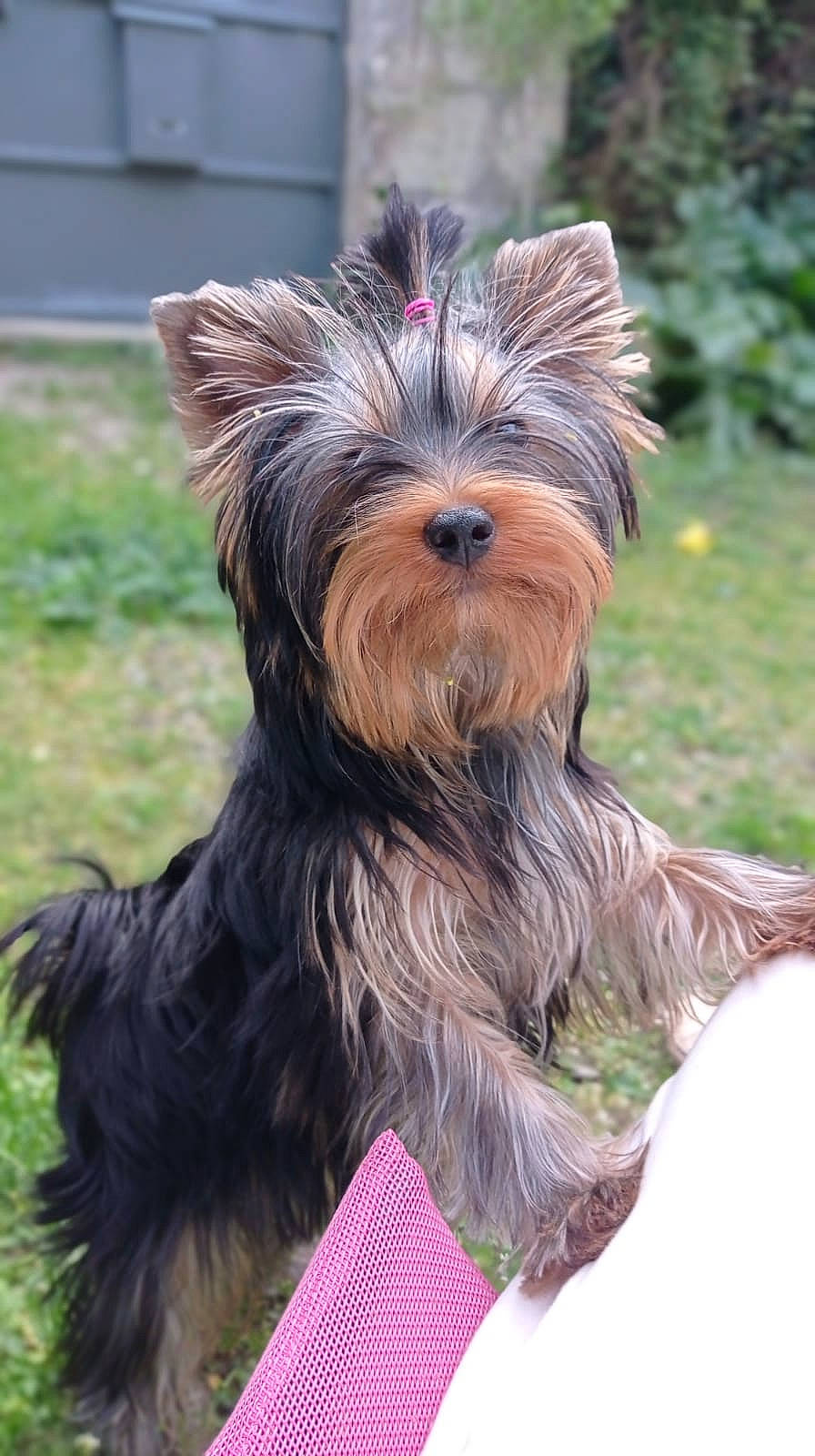 Tendre Trésor a rejoint le concours — aidez-le/la à gagner de superbes lots ! canidae, carnivore, collar, companion_dog, dog, dog_breed, dog_supply, fashion_accessory, fawn, fur, grass, liver, plant, small_terrier, snout, sporting_group, terrier, toy_dog, working_animal, yorkshire_terrier