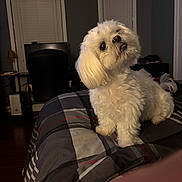 Moxy joined the competition — help win amazing prizes! bed, bedroom, blanket, chair, companion, cozy, cute, desk, dog, fluffy, indoor, lamp, looking_up, night, pet, plaid, portrait, small_dog, white_dog, window_blinds